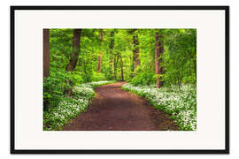 Gerahmter Kunstdruck Weg durch Wald voller Bärlauch im Frühling