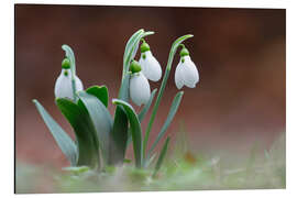 Aluminiumsbilde snowdrop