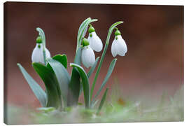 Canvas-taulu snowdrop