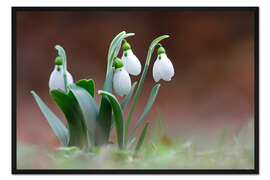 Gerahmter Kunstdruck Schneeglöckchen