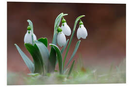 Foam board print snowdrop