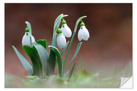 Sticker mural Perce-neige (Galanthus nivalis)