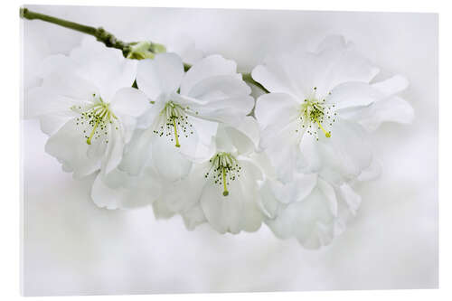 Acrylic print Spring Blossoms II