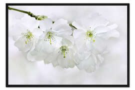 Gerahmter Kunstdruck Frühlingsblüten II