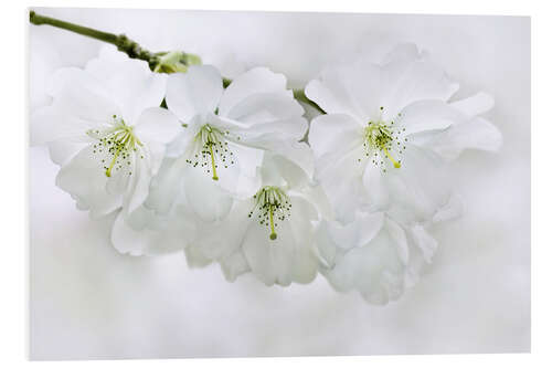 Foam board print Spring Blossoms II