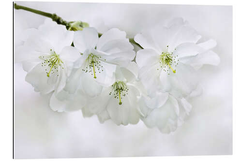 Cuadro de plexi-alu Spring Blossoms II