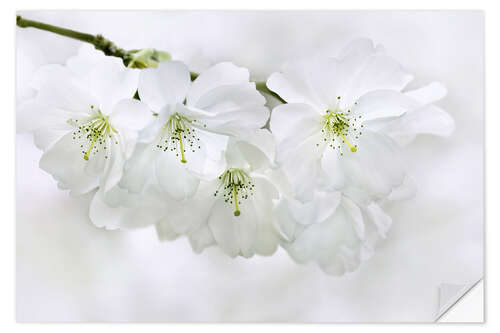 Wall sticker Spring Blossoms II