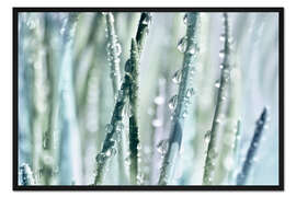 Gerahmter Kunstdruck Wassertropfen an Grashalmen III