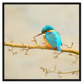 Gerahmter Kunstdruck Eisvogel