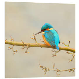 Foam board print kingfisher