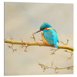 Gallery print kingfisher