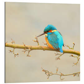 Magnettafel Eisvogel
