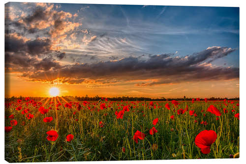 Leinwandbild Frühsommer in Bayern - Mohnblumenfeld