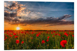 Foam board print Field of Poppies, Bavaria