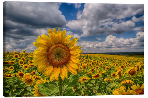 Canvas print King of Sunflowers