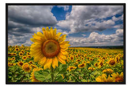 Gerahmter Kunstdruck Königin der Sonnenblumen