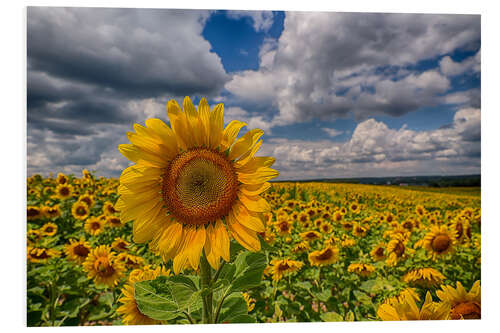 PVC print King of Sunflowers