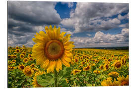 Gallery print King of Sunflowers