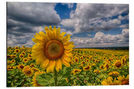 Magnettafel Königin der Sonnenblumen