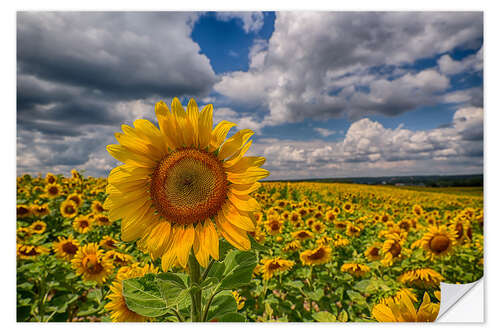 Selvklebende plakat King of Sunflowers