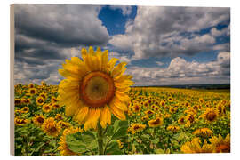 Wood print King of Sunflowers