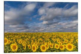 Aluminium print Sea of Sunflowers