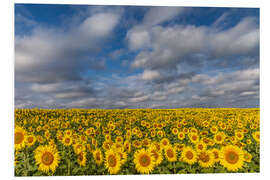 Tableau en PVC Mer de tournesols