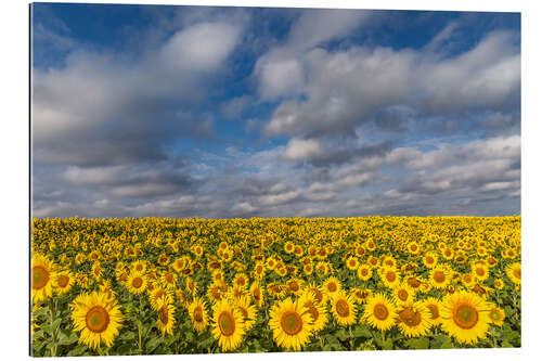 Gallery print Sea of Sunflowers