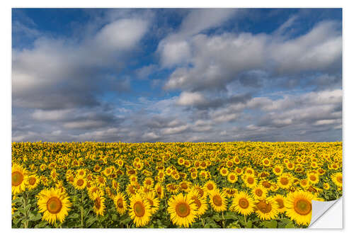 Sticker mural Mer de tournesols