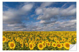 Wall sticker Sea of Sunflowers