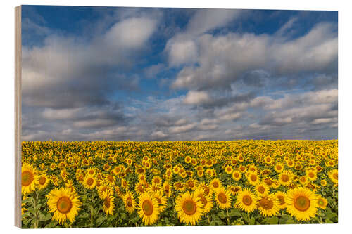 Wood print Sea of Sunflowers