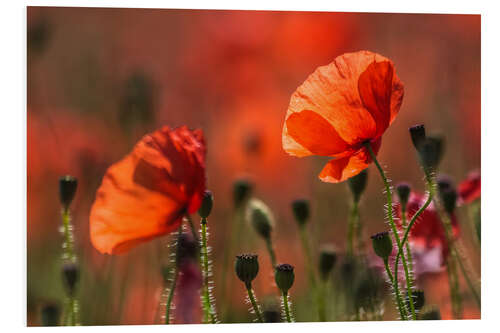 Foam board print Poppies in Provence