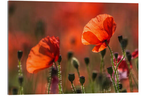 Gallery print Poppies in Provence