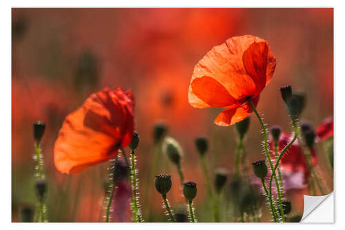 Sticker mural Coquelicots en Provence