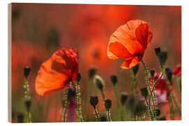 Stampa su legno Poppies in Provence