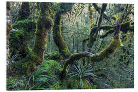 Obraz na szkle akrylowym Mossy rainforest of Routeburn track, New Zealand