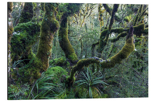 Tableau en aluminium Mossy rainforest of Routeburn track, New Zealand