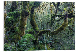 Aluminium print Mossy rainforest of Routeburn track, New Zealand