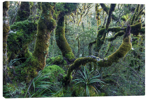 Tableau sur toile Mossy rainforest of Routeburn track, New Zealand