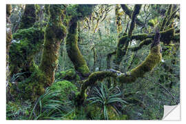 Sticker mural Mossy rainforest of Routeburn track, New Zealand