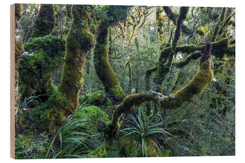 Quadro de madeira Mossy rainforest of Routeburn track, New Zealand