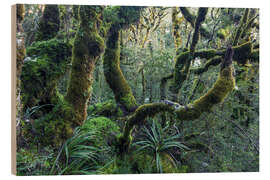 Wood print Mossy rainforest of Routeburn track, New Zealand