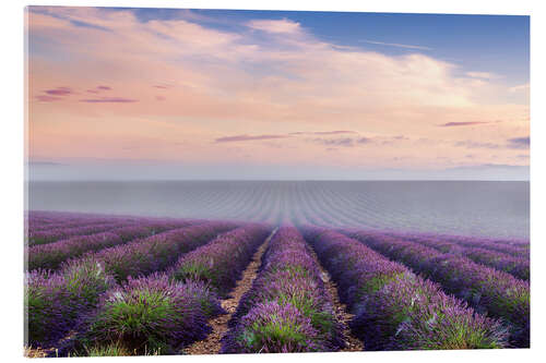 Acrylic print Landscape: lavender field in summer at sunrise, Provence, France