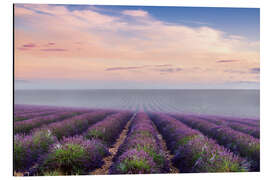 Stampa su alluminio Paesaggio con un campo di lavanda d'estate, Provenza, Francia