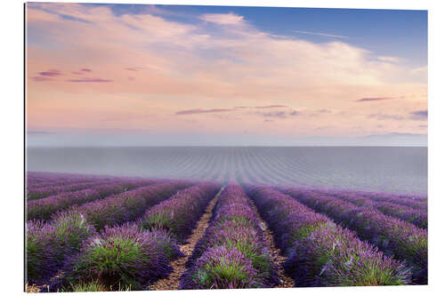 Tableau en plexi-alu Champ de lavande au lever du soleil en Provence