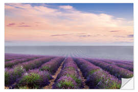 Naklejka na ścianę Landscape: lavender field in summer at sunrise, Provence, France