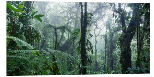 Acrylglasbild Nebliger Regenwald, Costa Rica