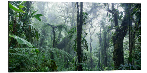 Aluminiumtavla Misty Rainforest, Costa Rica