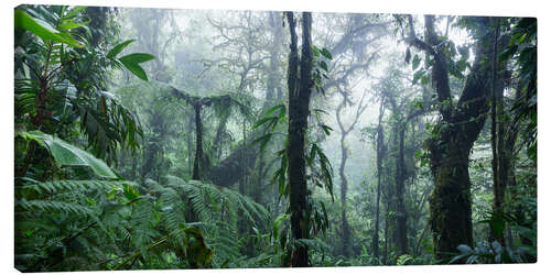 Canvas print Misty Rainforest, Costa Rica