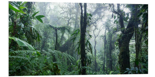 Hartschaumbild Nebliger Regenwald, Costa Rica